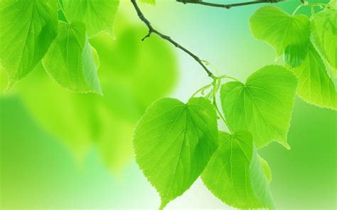 Leaf Wallpaper | Зеленая природа, Зеленые листья, Природа