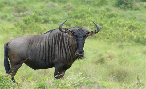 Gnu at the zoo