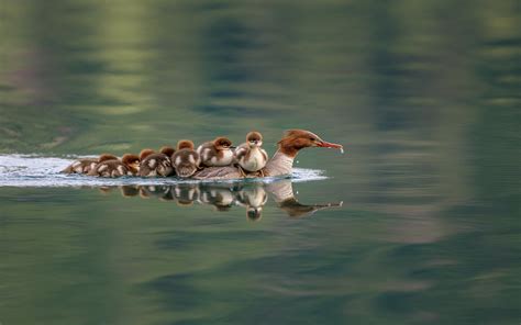 Mother duck with her ducklings [1920x1200] : wallpaper