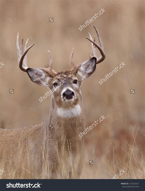 Whitetail Buck Deer in CRP land, Conservation Reserve Program, deer ...