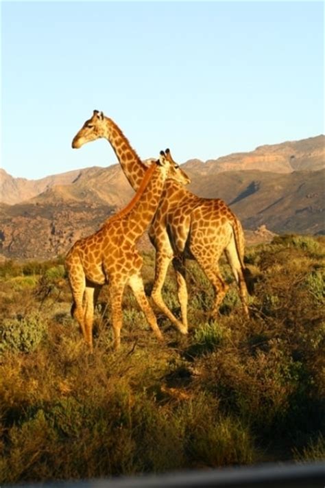 Inverdoorn Game Reserve | Cape Town