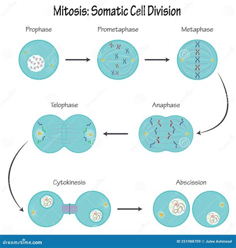 Mitosis Phases Cartoon Vector | CartoonDealer.com #259722425