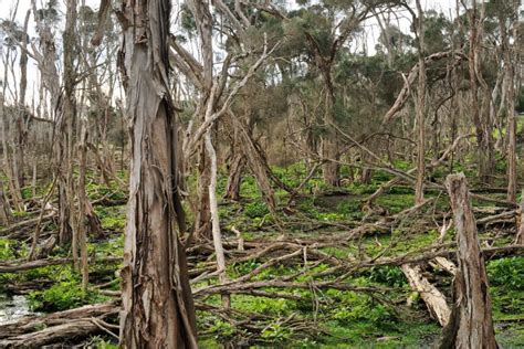 Rainforest in wet winter stock photo. Image of native - 26072650