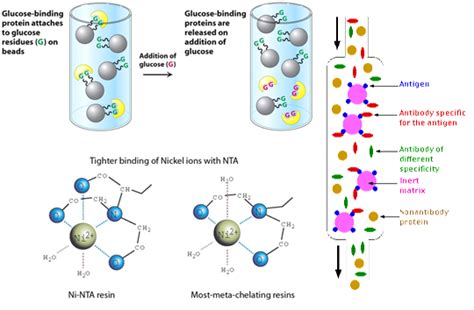 Protein Purification and Characterization Methods - BiologicsCorp