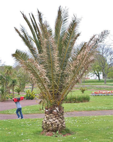 Torquay palm trees May 2015 | Explore Bristol Viewfinder's p… | Flickr ...