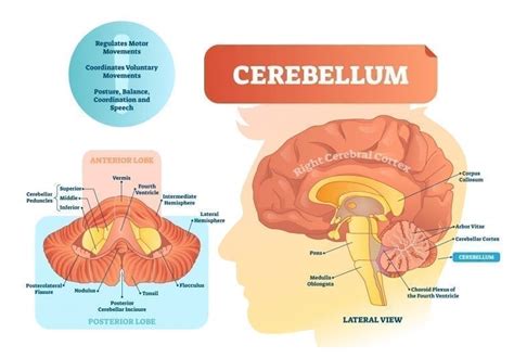 Cervelet : beaucoup plus que la coordination motrice - CogniFit