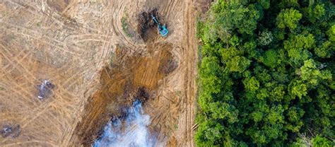 Deforestation Causes, Effects, and Solutions | by Tree Removal Services | Medium