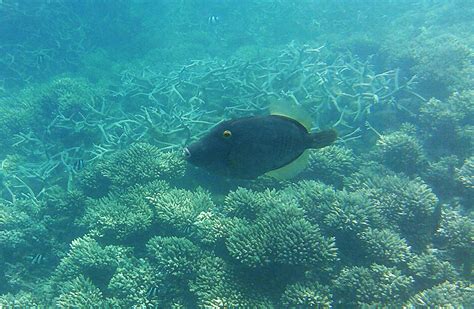 Snorkeling in Blue Bay Marine Park | Snorkeling in Mauritius