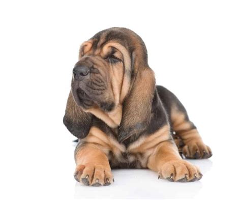 10 Incredible Bloodhound Facts - AZ Animals