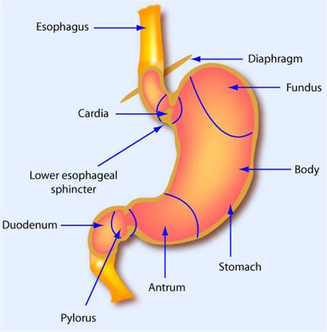 What are the four regions of the stomach?