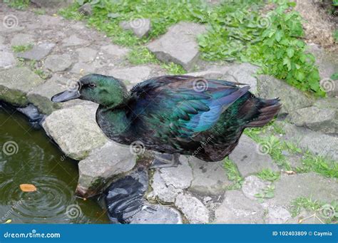 Black Cayuga Duck Showing Colorful Iridescence on Feathers. Stock Image ...