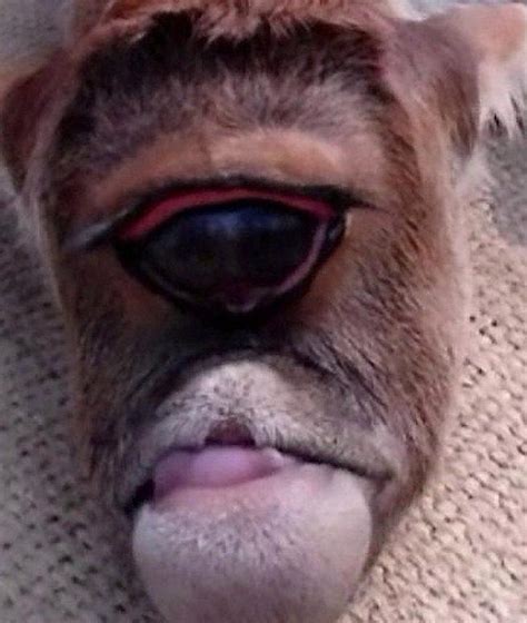 Deformed baby cow born with one eye and no nose sparks a frenzy in India | The Irish Sun