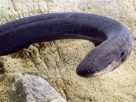 Electric eels zap other fish via 'remote control' | Science | AAAS