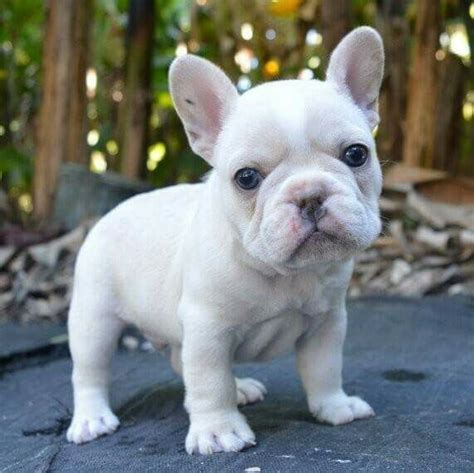 French Bulldog White of the decade Don t miss out | bulldogs