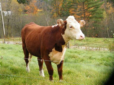 white face hereford | Animals beautiful, Animals, Hereford