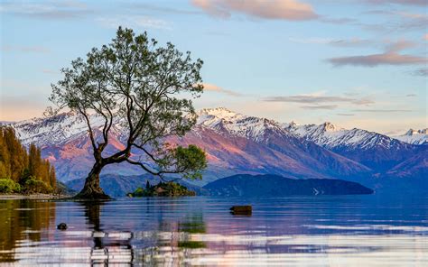 How you can help protect New Zealand’s most famous tree - Lonely Planet