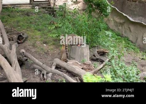 Family of South American Coati eating on a fallen tree. Nasua is a wild ...