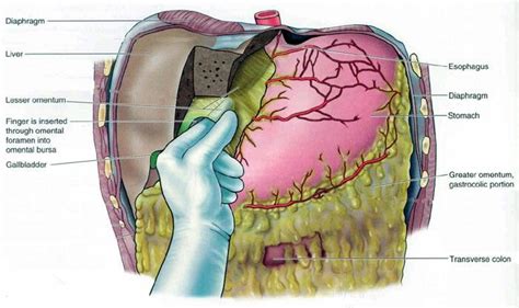 Pringles maneuver 01 | Gallbladder, Surgery, Sketches