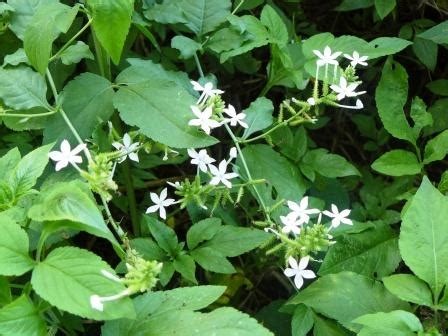 Chitraka Leadwort Remedies: Hemorrhoids, Vitiligo, Warts