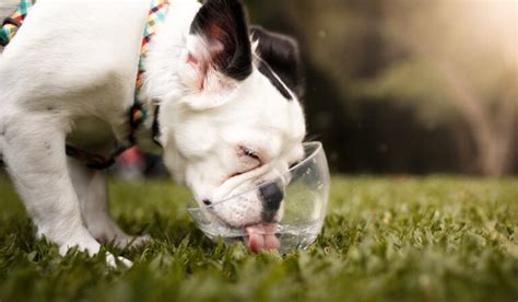 Dog Water Intake Calculator For Healthy Hydration For Pups