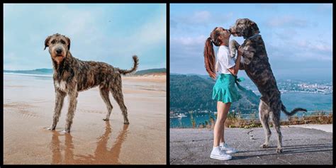 Is The Irish Wolfhound The Tallest Breed Of Dog