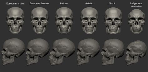 ArtStation - Skull- Variations of female and ethnic groups