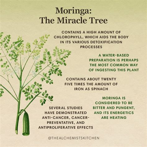 Moringa: The Miracle Tree - The Alchemist's Kitchen