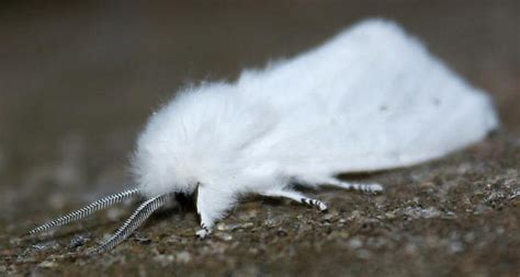 Fluffy, Fuzzy Or Furry Moths Identification (With Pictures, 60% OFF