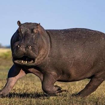 Did you know that a hippo can run at 35 miles an hour and is the most dangerous animal in Africa ...