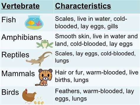 Mammals Vertebrates Or Animals With Backbones Omission - Pets Lovers