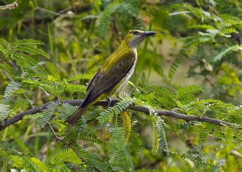 Indian Golden Oriole-Female | BirdForum