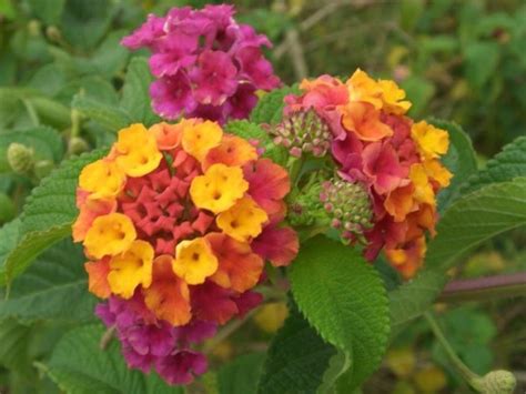 Lantana Plant Poisonous - crazyangelsheart