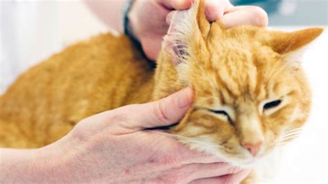 Cat Ear Infections: 8 Steps for Treating Them at Home | PetMD