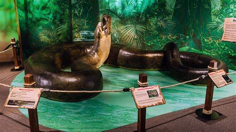 The Massive Titanoboa Snake Once Ruled the Colombian Rainforest | Flipboard