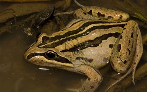 Striped Marsh Frog - ClimateWatch Australia- Citizen Science App