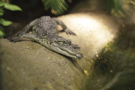 Record-breaking alligator caught in Mississippi | Incredible creatures, Animals, Extinction