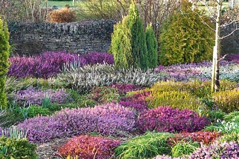 How To Plant And Care For Calluna - Best Landscape Ideas