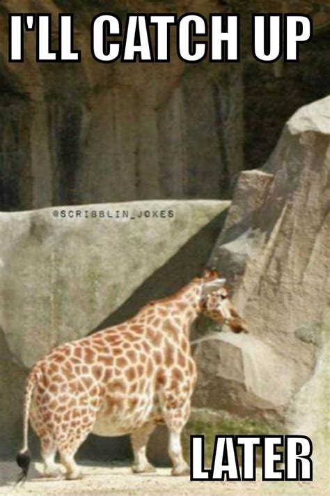 33 Very Funny Giraffe Memes Images, Gifs, Graphics & Photos - Picsmine