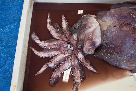 Deep-sea octopus squid give up their secrets to a healthy, varied diet