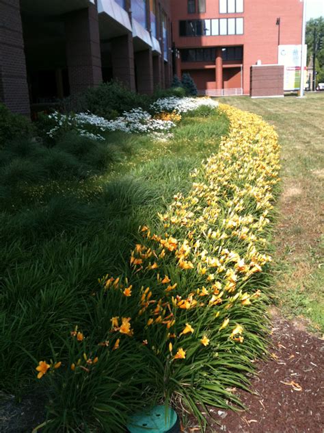 Garden Discoveries: Yellow Daylilies