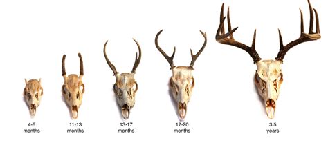 ADW: Odocoileus virginianus: SPECIMENS