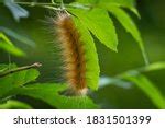 Virginian Tiger Moth Caterpillar Free Stock Photo - Public Domain Pictures