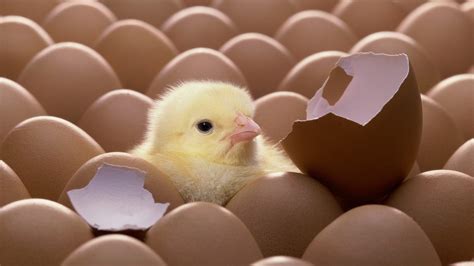 Chick hatched from eggs wallpapers and images - wallpapers, pictures, photos