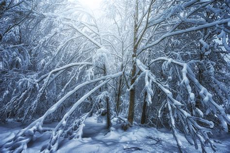 White tree branches filled with snow HD wallpaper | Wallpaper Flare