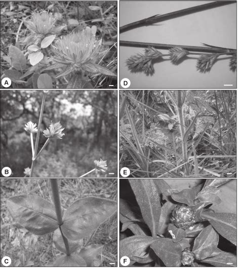 Studied species. Figures 1A to 1E: Brazilian Cerrado native species ...