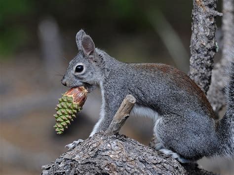 Abert's Squirrel - Bandelier National Monument (U.S. National Park Service)