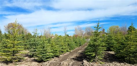 How To Start A Xmas Tree Farm at Brian Harrison blog