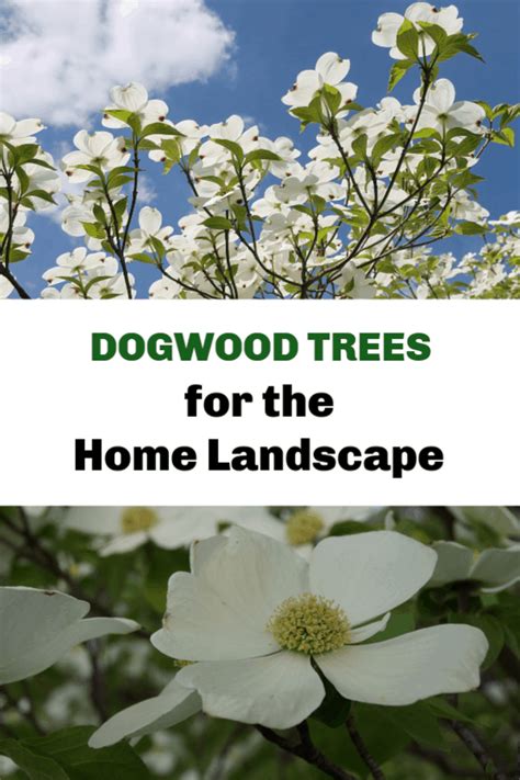 Dogwood Trees for the Home Landscape - Gardening Channel