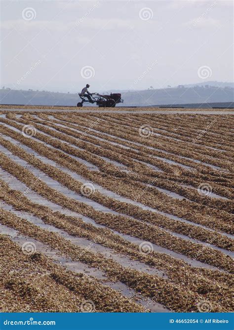 Coffee editorial stock image. Image of brazil, hill, central - 46652054