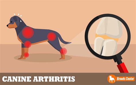 8 of the Best Natural Remedies for Canine Arthritis | Canine arthritis, Canine, Dog health